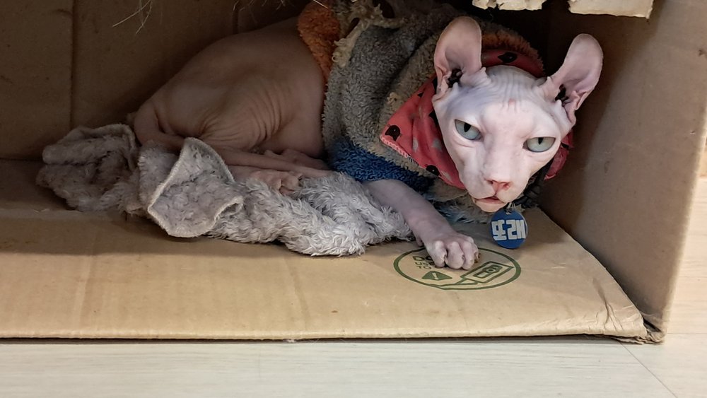 The singer, photographed in the corner, in the box, in a cardigan. She did not come out for the photograph.