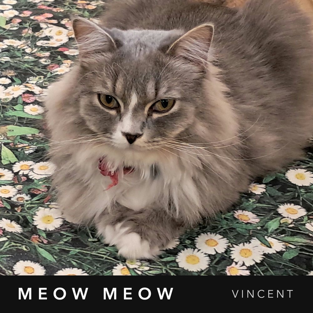 The cover of “Meow Meow”